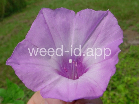 morningglory, sharppod/cotton